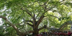 Uludag Mountain And The Historic Perennial Tree 1
